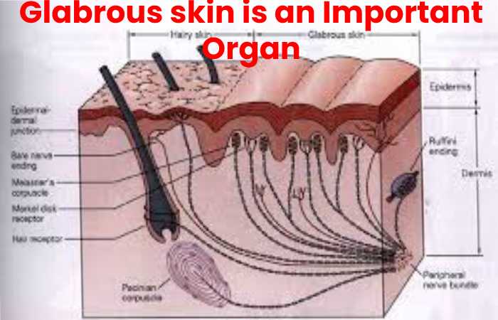 Glabrous skin is an Important Organ