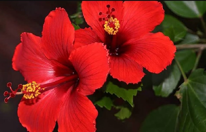 What is the Scientific Name of Hibiscus